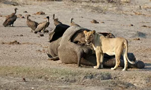 Bulawayo Collection: A lion is seen approaching an elephant carcass at a watering hole inside Hwange National