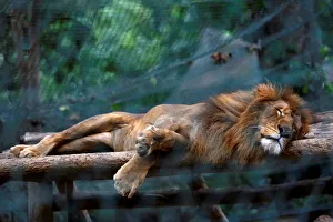 A lion sleeps inside his a cage at the Caricuao Zoo in Caracas A lion sleeps inside his a cage at the Caricuao Zoo in Caracas