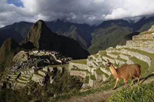 A llama is seen near the Inca citadel of Machu Picchu in Cusco A llama is seen near the Inca citadel of Machu Picchu in Cusco