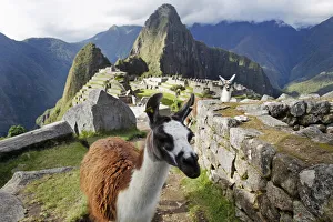 Llamas are seen in front of the Inca citadel of Machu Picchu in Cusco Llamas are seen in front of the Inca citadel of Machu Picchu in Cusco