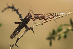 Locusts rest on a branch near Kmehin in Israels Negev desert Locusts rest on a branch near Kmehin in Israels Negev desert