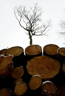 Logged trees are seen at one of the last primeval forests in Europe, Bialowieza forest Logged trees are seen at one of the last primeval forests in Europe, Bialowieza forest