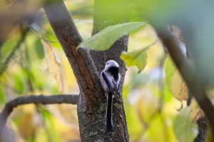 Long-tailed tit sits on a tree as autumn colours are seen on foliage in Minsk Long-tailed tit sits on a tree as autumn colours are seen on foliage in Minsk