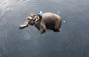 A mahout bathes his elephant in the polluted water of river Yamuna in New Delhi A mahout bathes his elephant in the polluted water of river Yamuna in New Delhi
