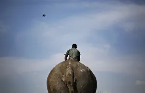 A mahout rides his elephant on the banks of the river Yamuna in New Delhi A mahout rides his elephant on the banks of the river Yamuna in New Delhi