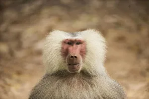 A male baboon is seen at the Safari Zoo in Ramat Gan, near Tel Aviv A male baboon is seen at the Safari Zoo in Ramat Gan, near Tel Aviv