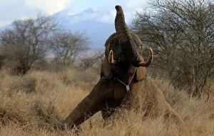 Kilimanjaro National Park Collection: A male elephant attempts to stand on its feet after it was fitted with an advanced