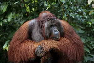 A male orangutan waits at a feeding station at Camp Leakey in Tanjung Puting National A male orangutan waits at a feeding station at Camp Leakey in Tanjung Puting National