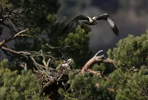 A male osprey flies to its breeding ground at Loch of Lowes in Perth A male osprey flies to its breeding ground at Loch of Lowes in Perth