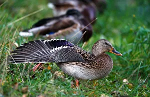Mallards rest during a cold day at a river bank in Minsk Mallards rest during a cold day at a river bank in Minsk