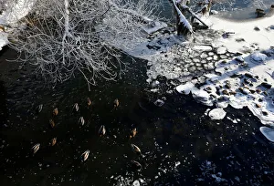Mallards are seen on a frosty winter day in the Svisloch River in Minsk Mallards are seen on a frosty winter day in the Svisloch River in Minsk