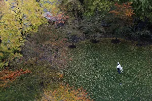 A man carries a white folding lounge chair through a leaf-covered park enclosed by trees A man carries a white folding lounge chair through a leaf-covered park enclosed by trees