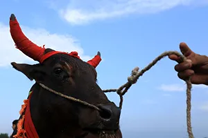 A man holds a rope of a sacrificial bull, with its horn adorned with red cloths for sale A man holds a rope of a sacrificial bull, with its horn adorned with red cloths for sale