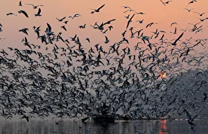 A man rides a boat as seagulls fly over the waters of the river Yamuna early morning in A man rides a boat as seagulls fly over the waters of the river Yamuna early morning in