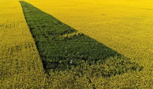A man walk in a field sowed of lucerne and oat in Krasnoyarsk region A man walk in a field sowed of lucerne and oat in Krasnoyarsk region