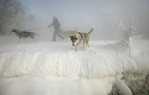 A man walks with his three huskies through a frosty fog along the bank of an island in A man walks with his three huskies through a frosty fog along the bank of an island in