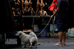 A man walks with his pet dog as he talks to a vendor during the local dog meat festival A man walks with his pet dog as he talks to a vendor during the local dog meat festival