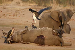 Bulawayo Collection: A marabou stork stands on an elephant carcass at a watering hole inside Hwange National