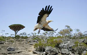 To match feature YEMEN-SOCOTRA To match feature YEMEN-SOCOTRA