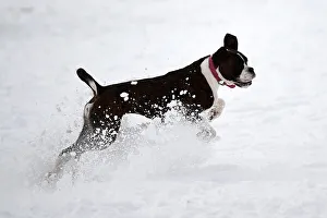 Matilda the boxer dog runs in the snow at the Phoenix Park in Dublin Matilda the boxer dog runs in the snow at the Phoenix Park in Dublin