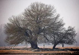 Men walk under trees along a wetland on a winter day on the outskirts of Srinagar Men walk under trees along a wetland on a winter day on the outskirts of Srinagar