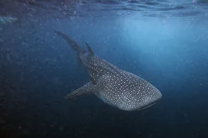 A six meter whale shark swims just outside Hanifaru Bay of Maldives remote Baa Atoll A six meter whale shark swims just outside Hanifaru Bay of Maldives remote Baa Atoll