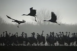 Migrating cranes stand as others fly over the Hula Lake Ornithology Migrating cranes stand as others fly over the Hula Lake Ornithology