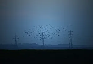 Migrating starlings fly at dusk past electricity pylons silhouetted by the sunset of a Migrating starlings fly at dusk past electricity pylons silhouetted by the sunset of a