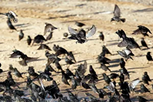Migrating starlings are seen before murmuration in the sky near the village of Beit Kama Migrating starlings are seen before murmuration in the sky near the village of Beit Kama