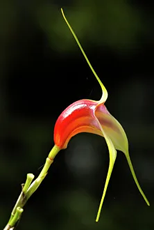 A miniature orchid, masdevallia reichenbachiana, which is a native species unique in A miniature orchid, masdevallia reichenbachiana, which is a native species unique in