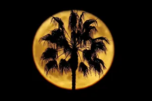 A full moon rises past a palm tree in Encinitas A full moon rises past a palm tree in Encinitas