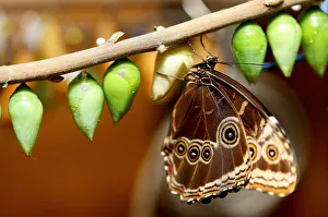 A Morpho peleides butterfly, also known as the Blue Morph, perches on a branch at A Morpho peleides butterfly, also known as the Blue Morph, perches on a branch at
