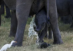 A mother elephant urinates while baby observes at Kaudulla national park in Habarana A mother elephant urinates while baby observes at Kaudulla national park in Habarana