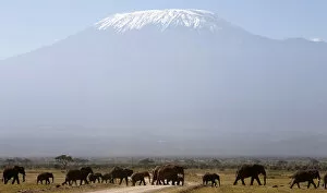 Kilimanjaro National Park Collection: Mount Kilimanjaro in the distance, as elephants walk in Amboseli National park
