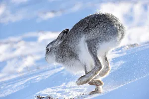A mountain hare runs in the snow on the top plateau of a mountain in the Cairngorms A mountain hare runs in the snow on the top plateau of a mountain in the Cairngorms
