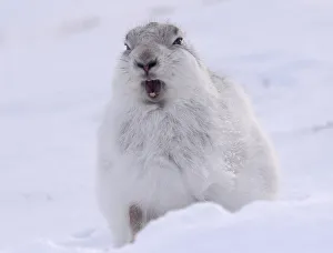 A mountain hare shelters from the snow on the top plateau of a mountain in the Cairngorms A mountain hare shelters from the snow on the top plateau of a mountain in the Cairngorms
