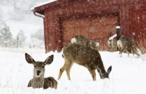 Mule deer are seen in snow during a late spring snow storm in Golden Mule deer are seen in snow during a late spring snow storm in Golden