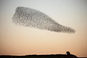 A murmuration of migrating starlings fly in a group over a field near Kiryat Gat A murmuration of migrating starlings fly in a group over a field near Kiryat Gat