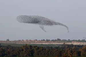 A murmuration of Migrating starlings can be seen across the sky the southern Israel A murmuration of Migrating starlings can be seen across the sky the southern Israel