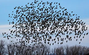A murmuration of of Starlings fly at dusk over the Piermont Marsh along the Hudson River A murmuration of of Starlings fly at dusk over the Piermont Marsh along the Hudson River