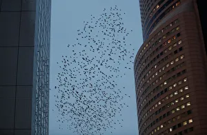 A murmuration of starlings is seen across the evening sky in Hamamatsu A murmuration of starlings is seen across the evening sky in Hamamatsu
