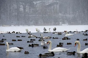 Mute swans and mallards swim in a lake during snowy winter day on the outskirts of Minsk Mute swans and mallards swim in a lake during snowy winter day on the outskirts of Minsk