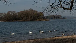 Mute swans swim in a lake during sunny autumn day on the outskirts of Minsk Mute swans swim in a lake during sunny autumn day on the outskirts of Minsk