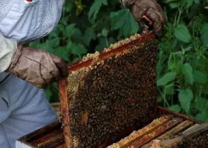 Bees on a Beehive Frame Print