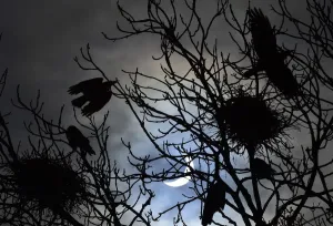 Eclipse Prints: Birds on Trees Print, Solar Eclipse Scene