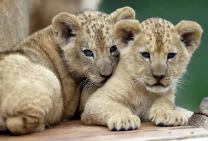 Prints of Newly born Barbary lion cubs rest inside their enclosure at Dvur Kralove Zoo in Dvur Kralove nad Labem, Czech Republic, July 8, 2019. REUTERS/David W Cerny Czech Republic Prints: Newly Born Barbary Lion Cubs Print
