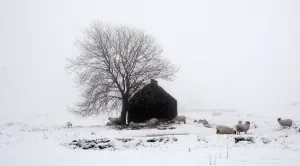 Sheep Print near Cargan Village