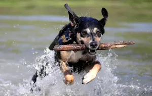 Prints of Dog Amber carries a piece of wookd as she jumps in a lake during a sunny spring day at Prater park in Vienna, Austria, April 20, 2018. REUTERS/Lisi Niesner Austria Prints: Spring in Vienna Print: A Dog Jumps into a Lake at Prater Park