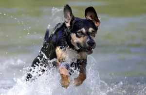 Spring in Vienna Print: A Dog Jumps into a Lake at Prater Park