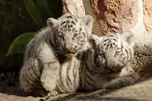 Newborn white Bengal tiger cubs are shown to the media at San Jorge zoo in Ciudad Juarez Newborn white Bengal tiger cubs are shown to the media at San Jorge zoo in Ciudad Juarez